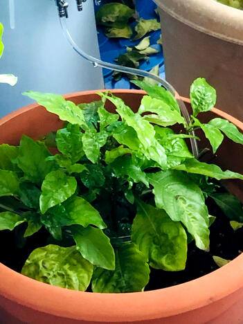 Plant 1